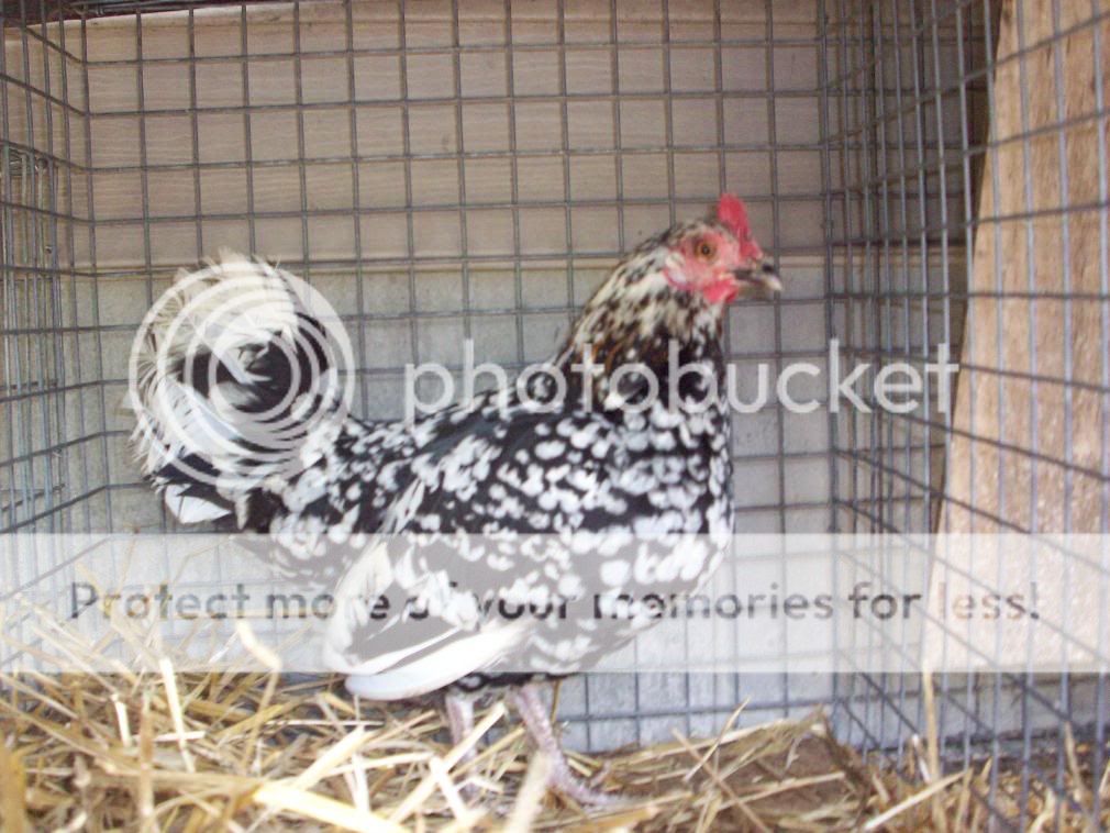 Chickens001-1.jpg
