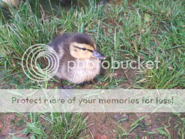 baaabies052.jpg