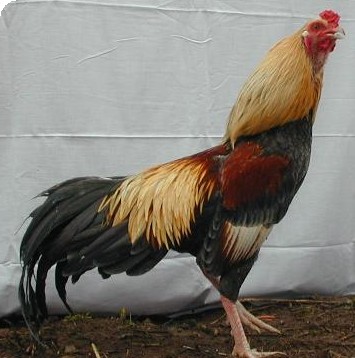 blue_gold_cubalaya.jpg