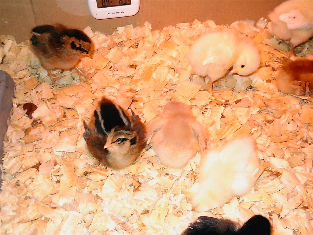 peeps%20029%20%28Large%29.jpg