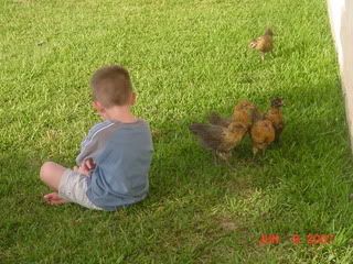 wyattwithchickens4.jpg