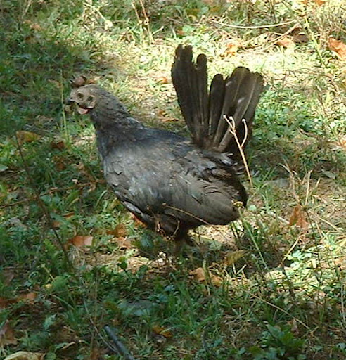 DSCF0033.JPG