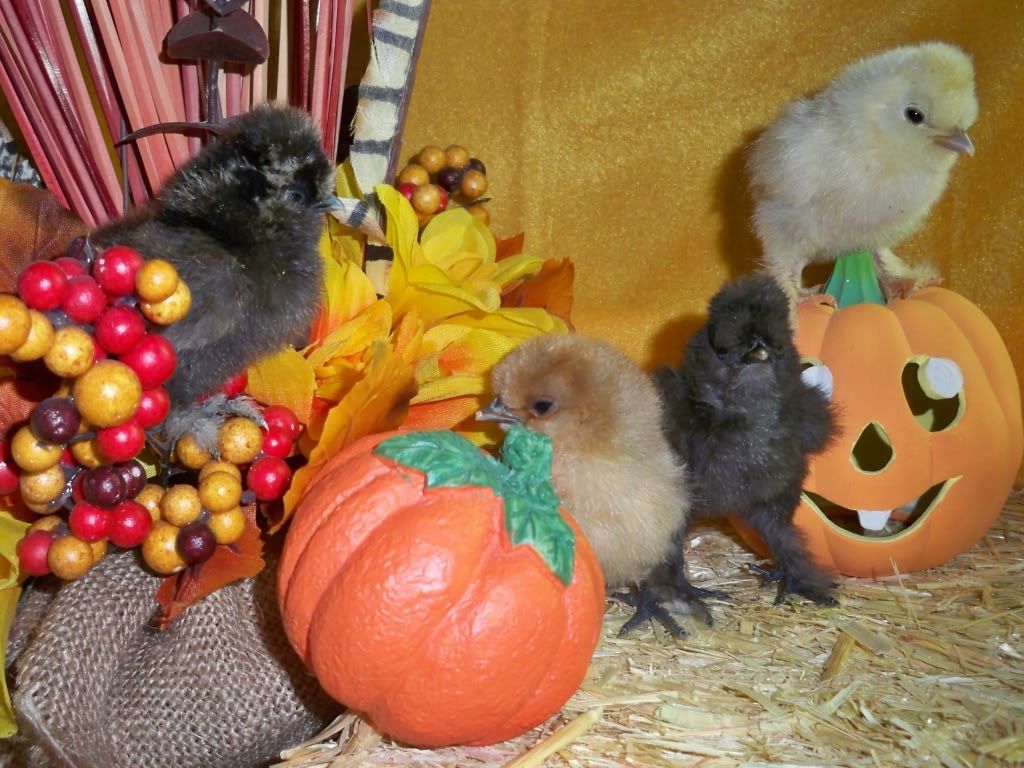 201112-15HalloweenPhotoShoot030Entry.jpg