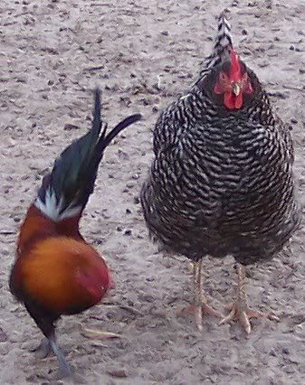littleEgyptbrhen.jpg