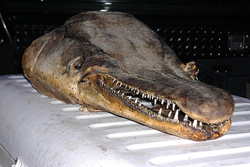 gator+gar+web+2.JPG