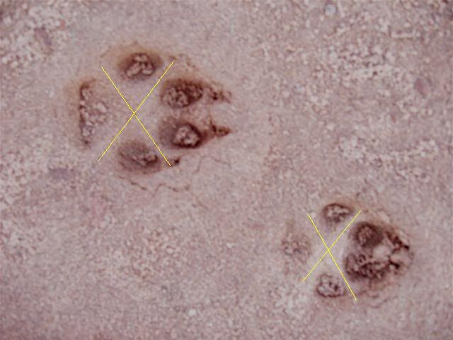 trackcoyote.jpg