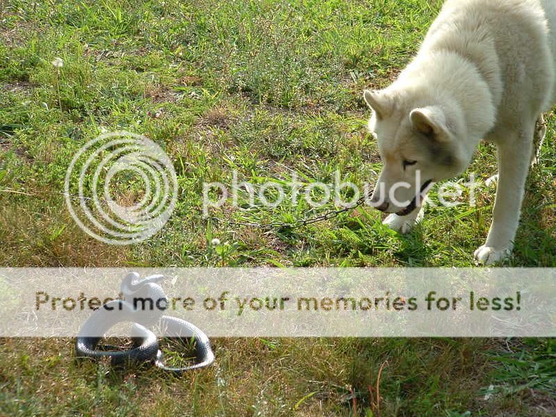 DSCF00121.jpg