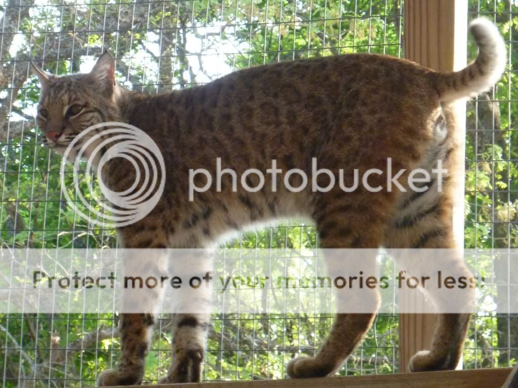 lennyspots.jpg
