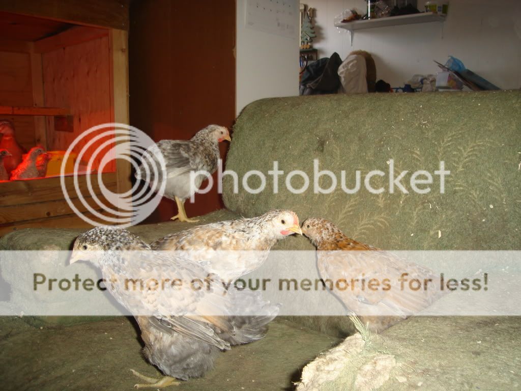 Chicks2011015.jpg