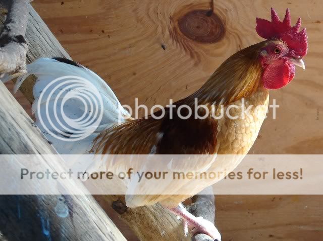 chickens739.jpg