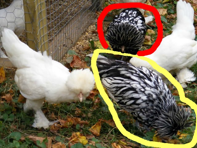 chickies028.jpg