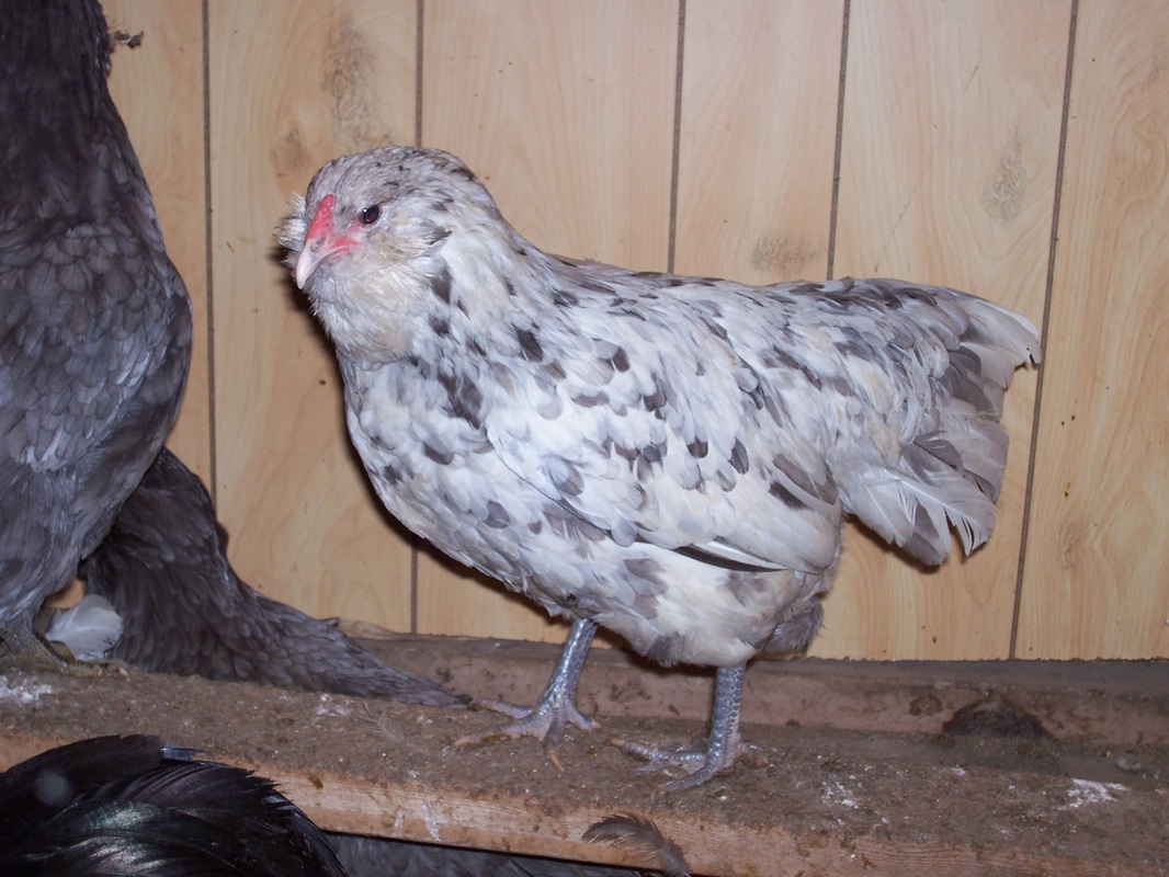 9313753_orig.jpg