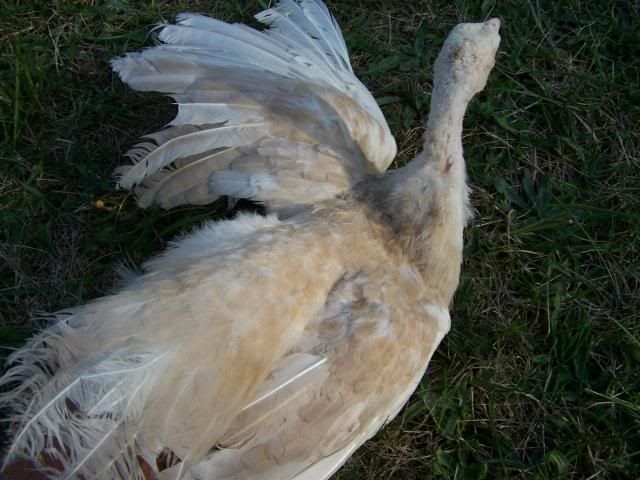 peachicks094.jpg