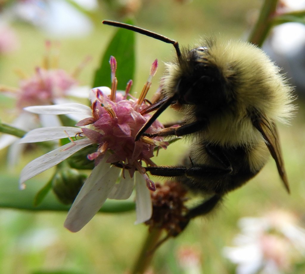 humblebumble,large.1571604016.jpg
