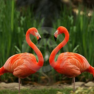 78439808_large_flamingos.jpg