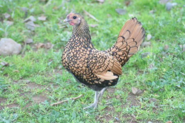 LilacandEgg007.jpg