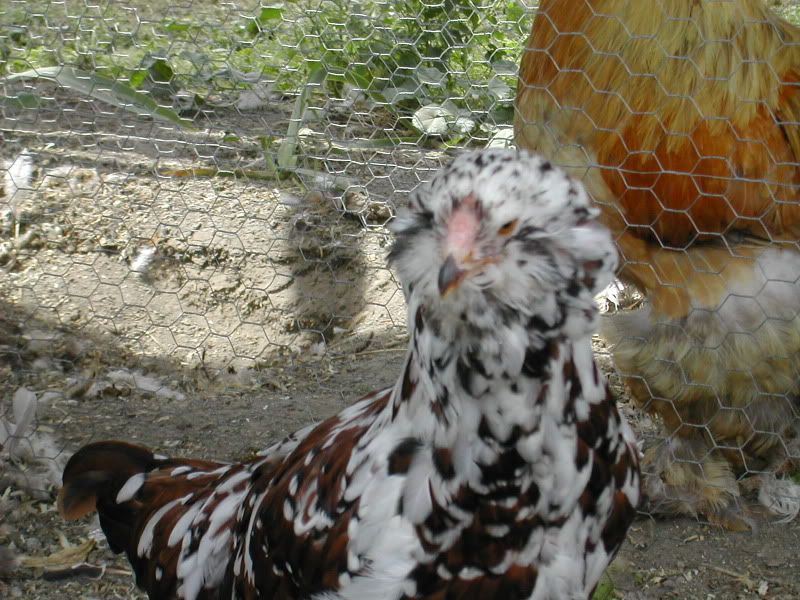 DSCN4702.jpg