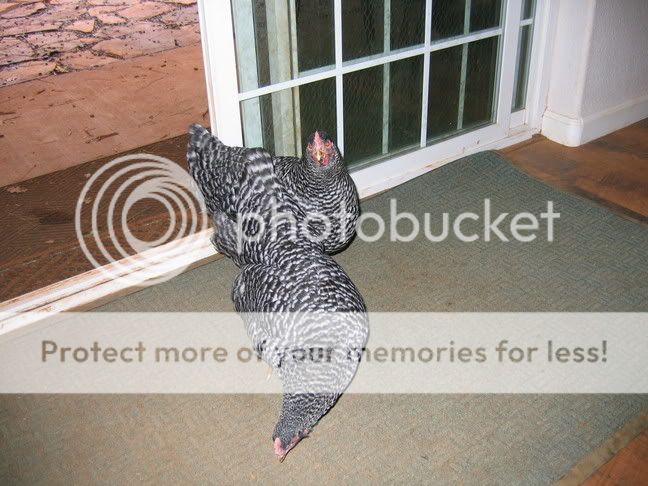 Chickens5.jpg