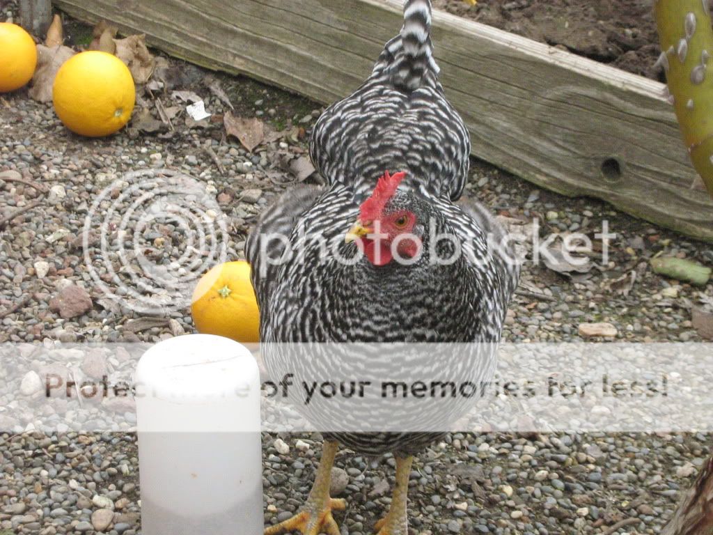 Coop017.jpg