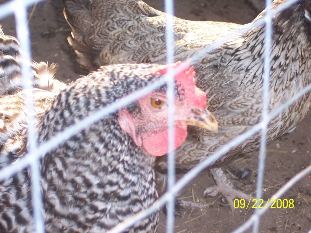 100_2750.jpg