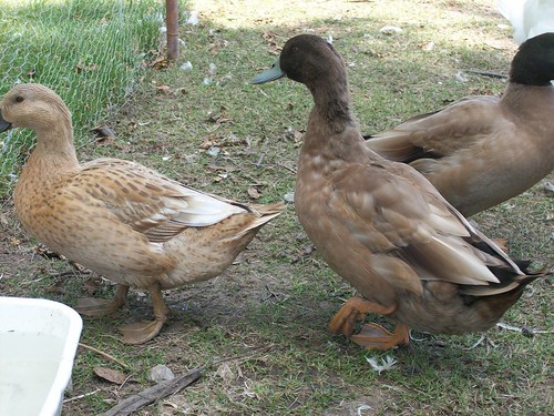 3830933532_008ffe75c3.jpg