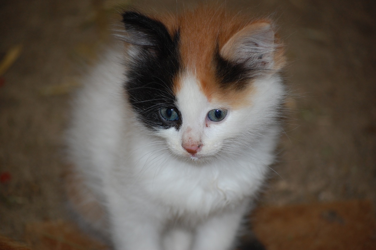 calico-kitty.jpg