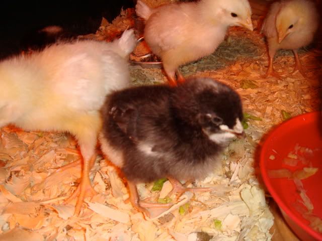 DSC01331.jpg