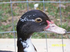 3802047823_bc1ce3cd17_m.jpg