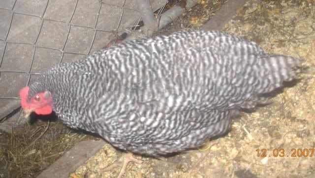 BRCockrel.jpg