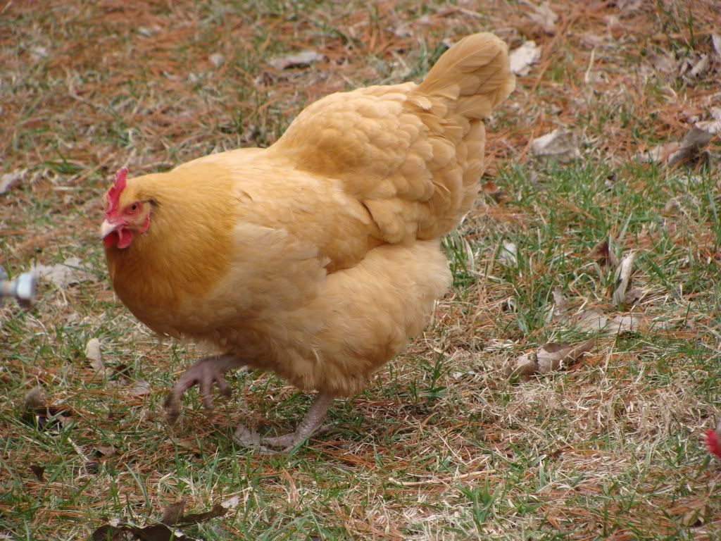 DSC02634.jpg