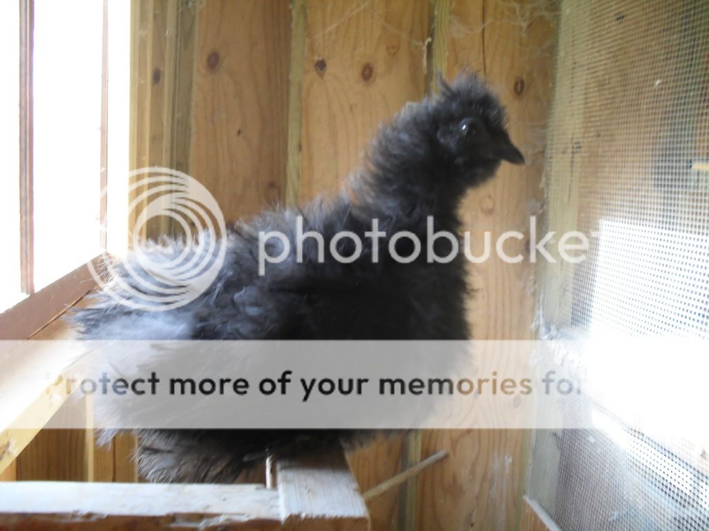 chickens029.jpg