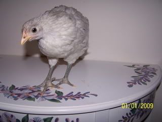 100_7278.jpg