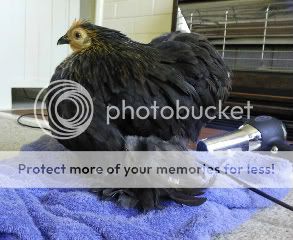 blowdrythanks-1.jpg