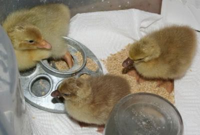 goslings1.jpg