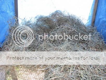 rsz_1rsz_1fev28_quail_004.jpg