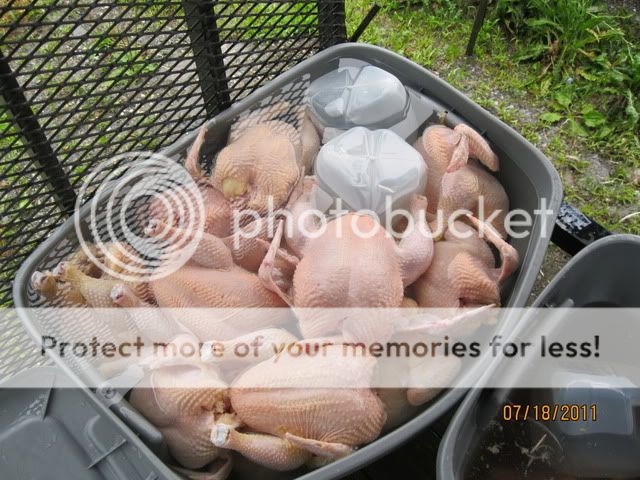 meatbirds007.jpg