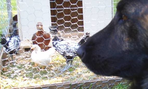 dachickens.jpg