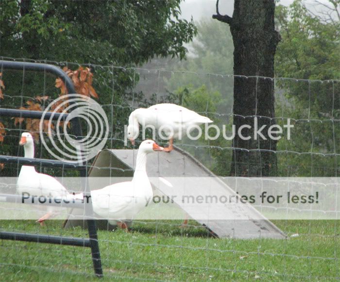 roost.jpg