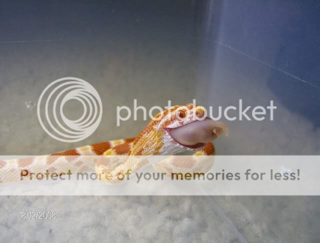 EatingSnakes007.jpg