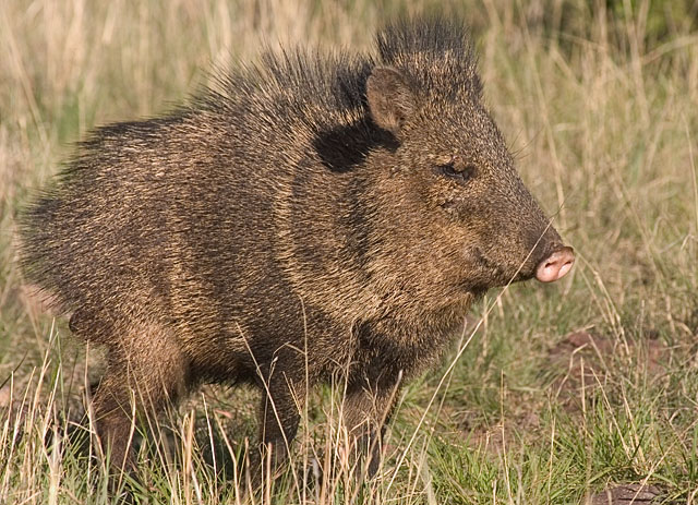 DSC_3239-javelina.jpg