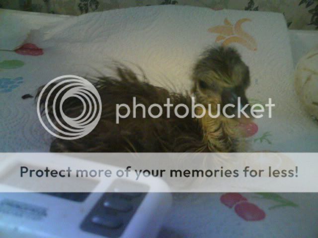PICT0460.jpg