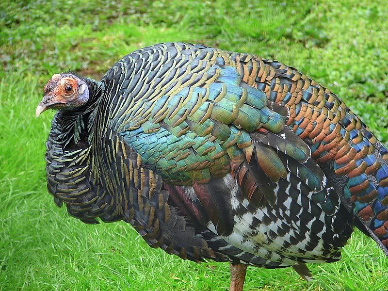 ocellated_turkey.jpg