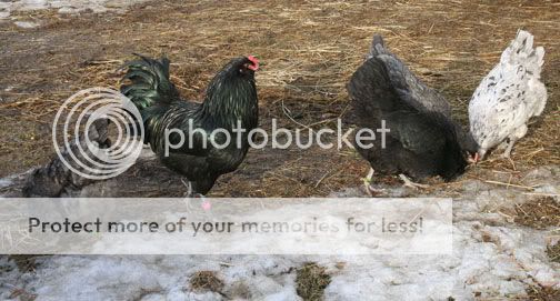 Ameraucanas1-1.jpg