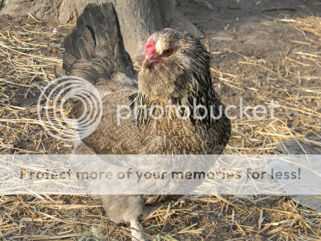 ChickPicks3374.jpg