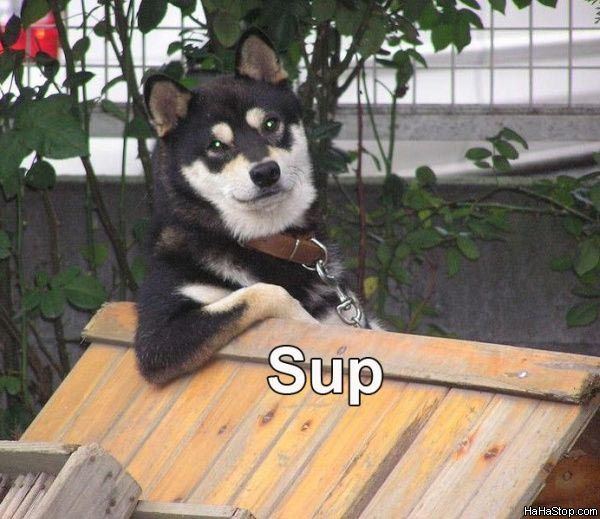 Sup_Dog.jpg