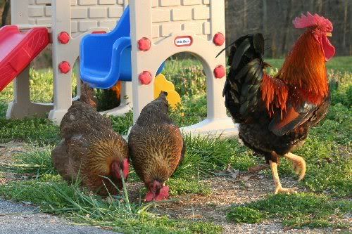 chickens.jpg