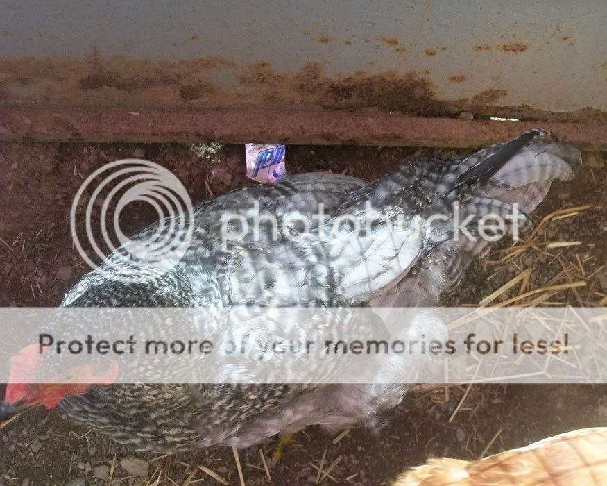 roscoe2.jpg