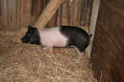 pig.jpg