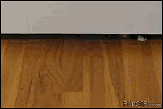 kittendetermination.gif