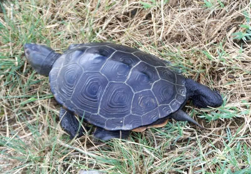 turtle1.jpg